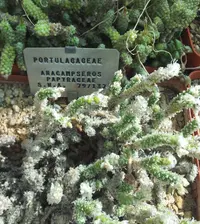 Anacampseros papyracea (Anacampseros papyracea) plant