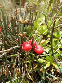 Ephedra rupestris (Ephedra rupestris) plant