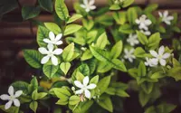 Orange jasmine (Murraya paniculata) plant