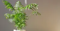 Chamaedorea elegans