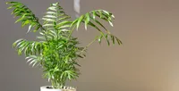 Chamaedorea elegans
