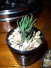 Haworthia angustifolia