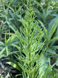 field horsetail (Equisetum arvense) plant