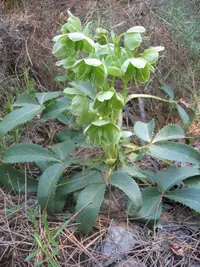 Corsican Hellebore