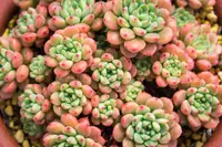 Sedum clavatum