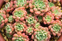 Sedum clavatum