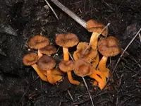 Cantharellus xanthopus
