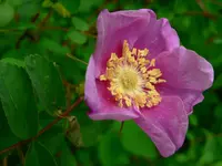 Nootka rose