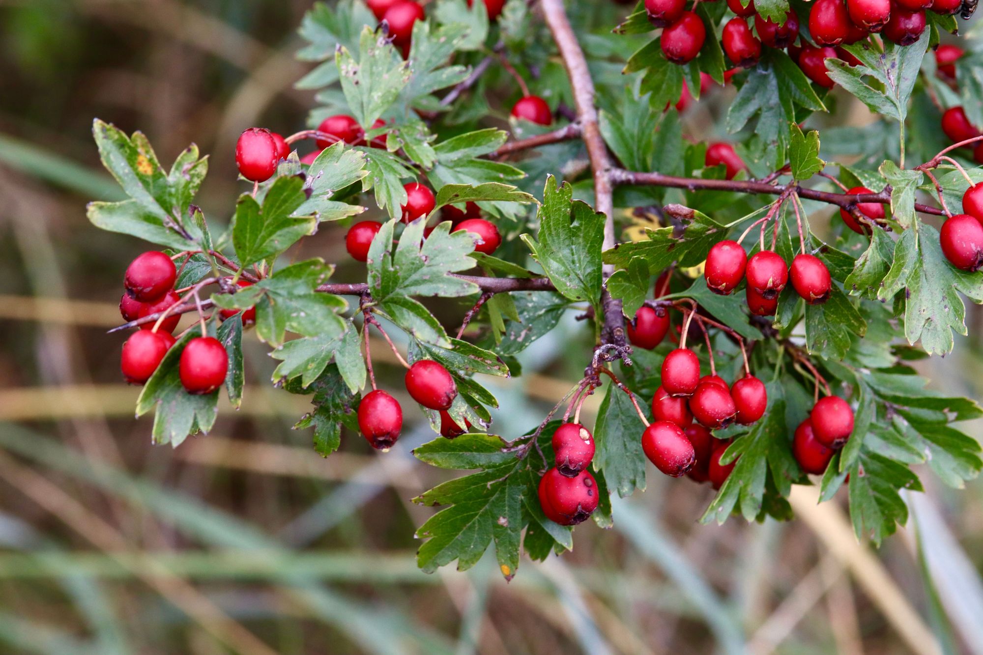 Trees With Thorns - Hawthorn