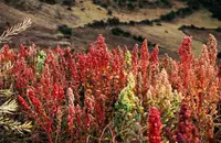 quinoa