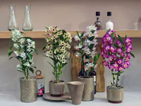 Dendrobium nobile