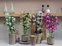 Dendrobium nobile