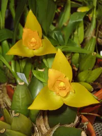 Sweet scented Lycaste