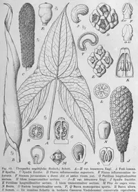 Urospatha sagittifolia