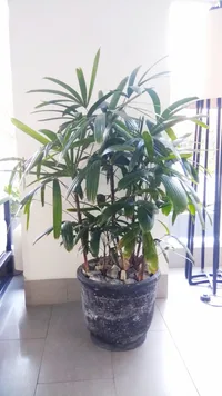 Lady Palm (Rhapis excelsa) plant