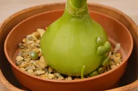 Albuca bracteata