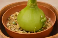 Albuca bracteata