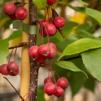 Crabapple