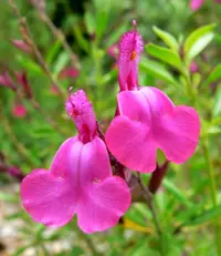 Autumn sage