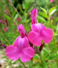 Autumn sage