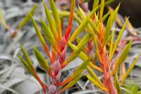 Tillandsia xerographica