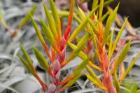 Tillandsia xerographica