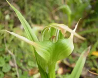 Tutukiwi