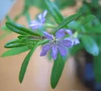Mexican heather