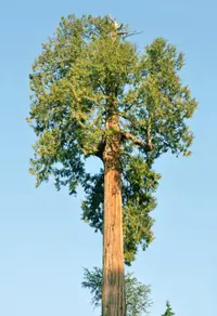 western redcedar (Thuja plicata) plant