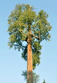 western redcedar (Thuja plicata) plant
