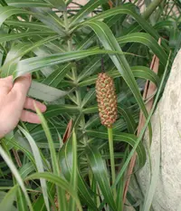 seashore palm (Allagoptera arenaria) plant