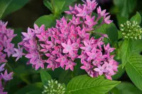 Egyptian starcluster (Pentas lanceolata) plant