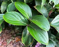 Medinilla magnifica 