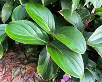 Medinilla magnifica 