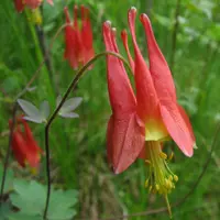 wild columbine (Aquilegia canadensis) plant