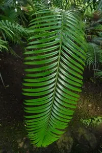 Hope's cycad