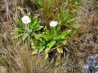 Celmisia dubia flowers
