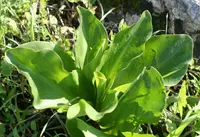Biarum pyrami leaves