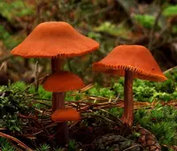 deceiver (Laccaria laccata) plant