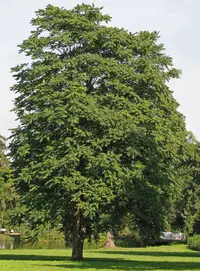 tree of heaven (Ailanthus altissima) plant