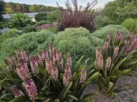 Crown Pineapple Lily