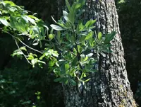 Oleaster-leaved Pear