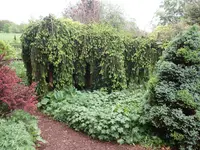 Weeping Norway Spruce
