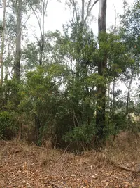 Blue Quandong