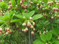 campanulate enkianthus