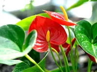 Anthurium andraeanum flower