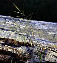 ripgut brome