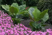 Dwarf Elephant Ear
