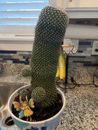 Spiny pincushion cactus photo by a Botan App user