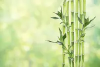 Lucky Bamboo stems